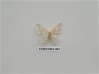 藏品(尺蛾394)的圖片